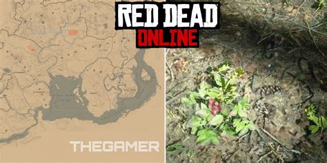 red dead   wintergreen berry locations