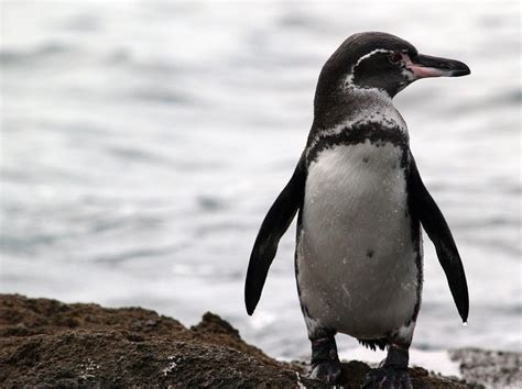 galapagos penguin animal wildlife