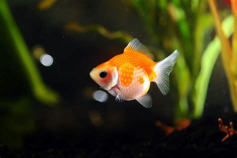 types  goldfish breeds caring pets