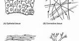 Epithelial sketch template