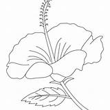 Hibiscus Coloring Pages Flowers Flower Blooming Getdrawings Color Getcolorings 86kb 300px sketch template