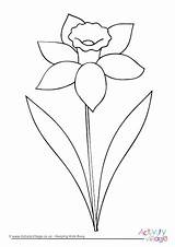 Daffodil Colouring Outline Drawing Flower Daffodils Pages Clip Color Clipart Coloring Printable Kids Flowers Spring Drawings Welsh Easy Simple Activityvillage sketch template