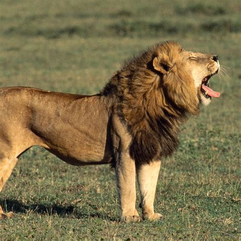 male lion  africa