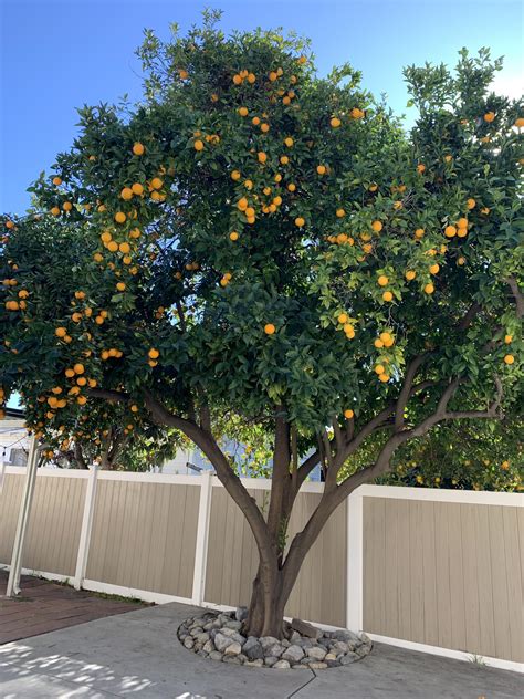 orange tree gardening