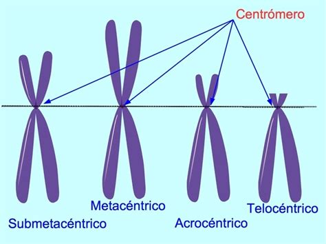 Estructura Del Adn Y Del Cromosoma Mind Map