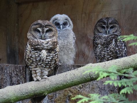 spotted owls bred  save   extinction rci english
