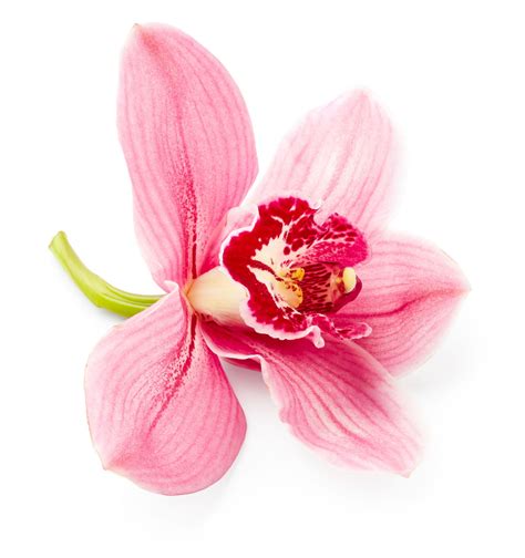 Orchid Flower Meaning And Symbolism A Really Interesting