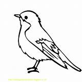 Mewarnai Burung Paud Terjemah sketch template