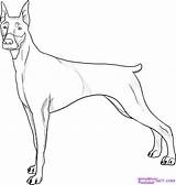 Doberman Outline Drawing Pincher Dragoart Pinscher Imgs Sketches Clans Jam sketch template