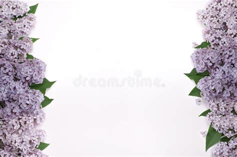 beautiful lilac flowers isolated on white background