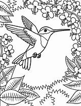 Coloring Hummingbird Pages Printable Kids Print Bird Sheets Choose Board Animal Book sketch template