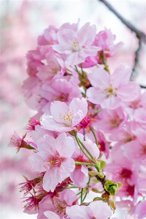 pink cherry blossom high quality nature stock  creative market