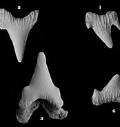Afbeeldingsresultaten voor "scyliorhinus Capensis". Grootte: 174 x 185. Bron: shark-references.com