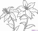 Drawing Draw Flower Lilies Step Flowers Lily Line Drawings Tiger Stargazer Pencil Getdrawings Simple Clipart Dragoart Arts Clip Columbine Library sketch template