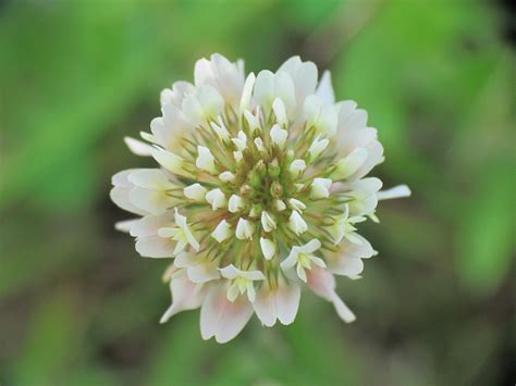 white clover facts  health benefits