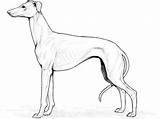 Whippet Supercoloring Coloring sketch template