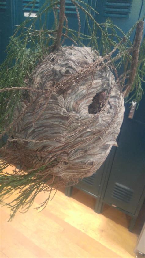 giant bald faced hornets nest rgardening