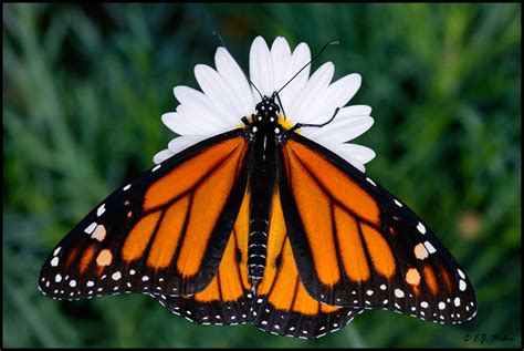 monarch page
