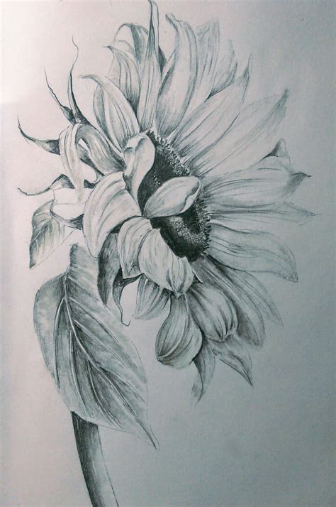 Pencils Sunflower Drawing Pencil Drawings Of Flowers