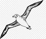 Albatross Clipartspub sketch template