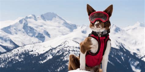 dogs    joining  skiing   hills snowbrains