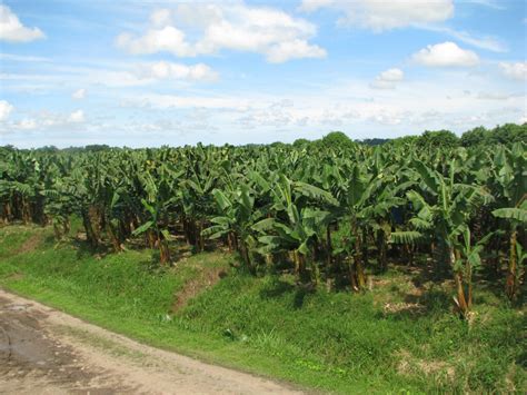El 53 De Las Fincas Bananeras De Costa Rica Están Certificadas Como