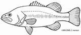 Coloring Pages Bass Largemouth Minnesota sketch template