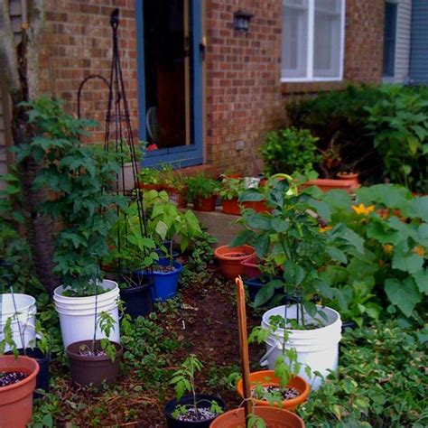 urban container garden from my house last year cool plants container