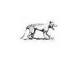 Thylacine Coloring Pages Animals sketch template