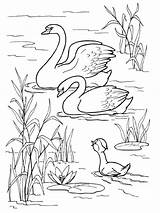 Coloring Pages Swan Swans Popular sketch template