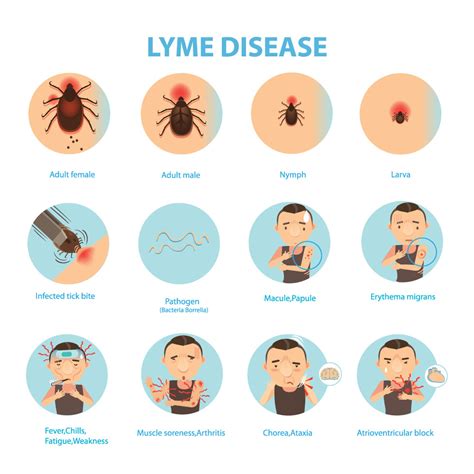 lyme disease treatment  rhode island rhode island monthly