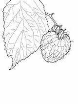 Raspberry Coloring Printable Pages Categories Supercoloring Leaves sketch template