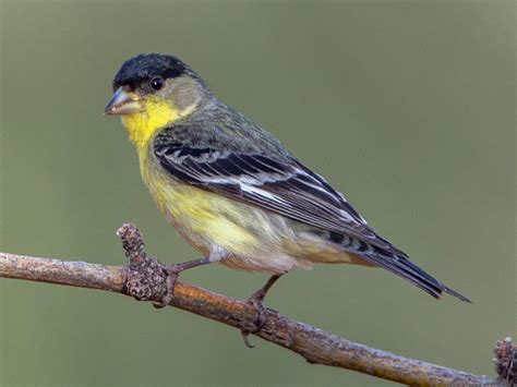 lesser goldfinch celebrate urban birds