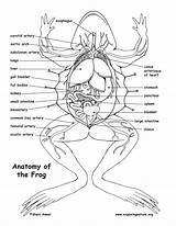 Dissection Frogs Liver sketch template