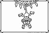 Coloring Pages Cute Monkey sketch template