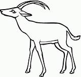 Antylopa Gazelle Colorare Antylopy Disegni Kolorowanki Antilope Kolorowanka Gazela Gnu Antelope Corna Colouring Immagini Ricurve Druku Bambini sketch template