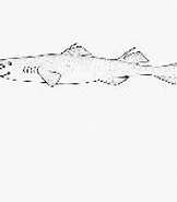 Afbeeldingsresultaten voor "centroscyllium Ornatum". Grootte: 162 x 129. Bron: www.fishbase.se