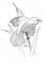 Coloring Blackbird Red Winged Pages Cedar Waxwing Drawing Categories sketch template