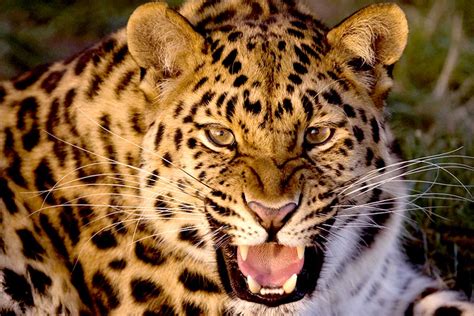 amur leopard  rarest big cat   world supawell