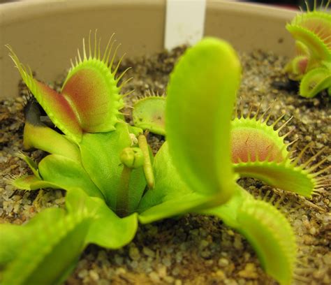 I Ve Been Growing Carnivorous Plants For More Than 5 Years Here Are