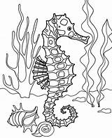 Coloring Seahorse Pages Sea Horse Ocean Topcoloringpages Bottom Realistic Printable Kids Print Animal Easy sketch template