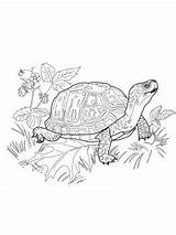 Coloring Turtle Pages Box Eastern Choose Board sketch template
