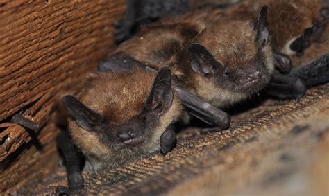 grange house bat saga