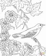 Coloring Pages Baltimore Oriole Bird Maryland State Printable Orioles Flower Susan Birds Purplekittyyarns Color Sheets Eyed sketch template