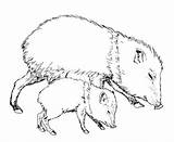 Javelina Javelinas Mammals Peccary Pluspng sketch template