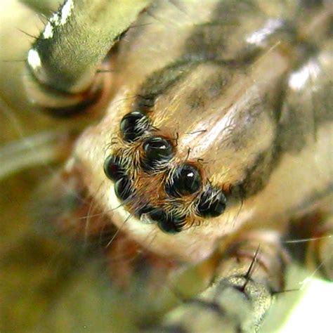 spider eyes pistures  biological science picture directory