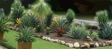 yucca plant garden ideas yucca plant indoor care growing guide