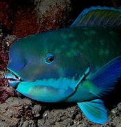 Afbeeldingsresultaten voor Blauwbandpapegaaivis. Grootte: 176 x 185. Bron: diertjevandedag.be