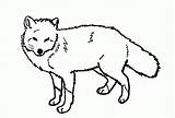 Fox Coloring Pages Line Red Drawing Arctic Animals Printable Kids Print Baby Clipart Drawings Deviantart Color Animal Foxes Wolf Cartoon sketch template