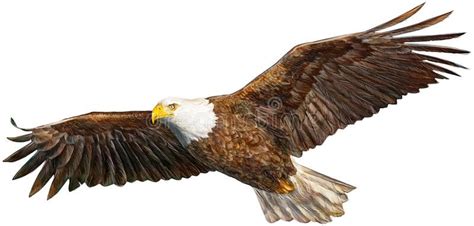 eagle flying bald eagle flying hand drawing hand draw  white